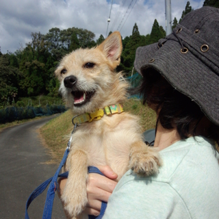 テリア系MIXメス