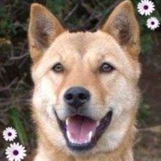 性格ハナマル！子犬のジューン♀♪