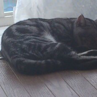 アメショーが大好き