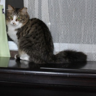 名古屋から毛足の長いオス猫の里親さん募集