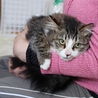 名古屋から毛足の長いオス猫の里親さん募集 サムネイル2