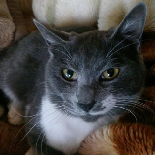 銀色がかった綺麗なグレーの猫クン