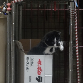 ありがとうございます。