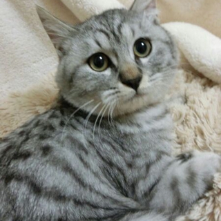 ３ヶ月くらいの少し毛が長い男の子