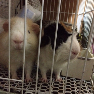 可愛いモルモットを、