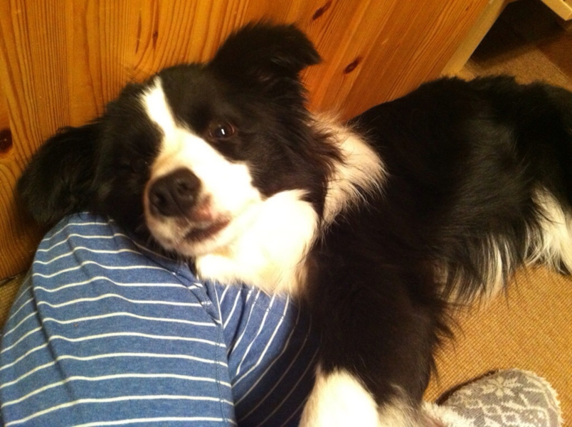 ボーダー コリー 売れ残り