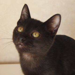 ちょっとシャイで大人しい黒猫の女の子