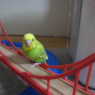 手乗りインコの里親募集