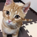 人懐こいアメショーの子猫です