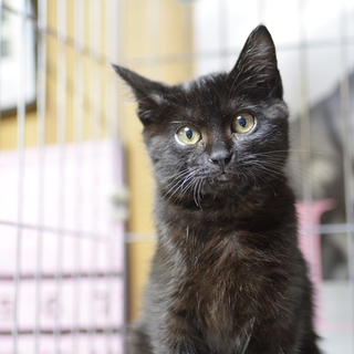 子猫のロビン君里親募集　ふさふさな黒猫