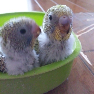 セキセイインコ雛（5羽）ありがとうございました