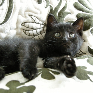 ちょっとシャイな黒猫の女の子