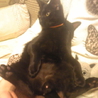 ベタベタ黒猫♂あと2匹 サムネイル4
