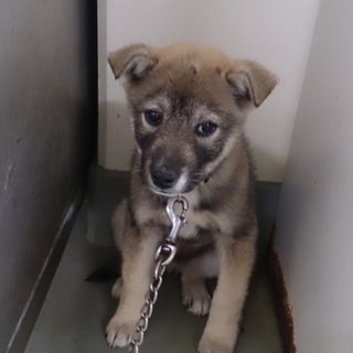☆緊急　１１匹　子犬　里親募集中！！☆