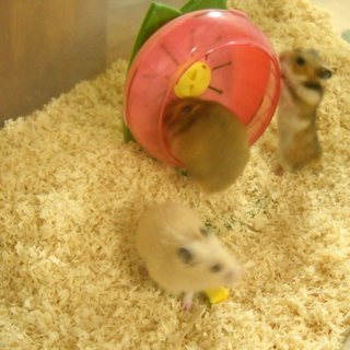 ハムスターの里親　募集します