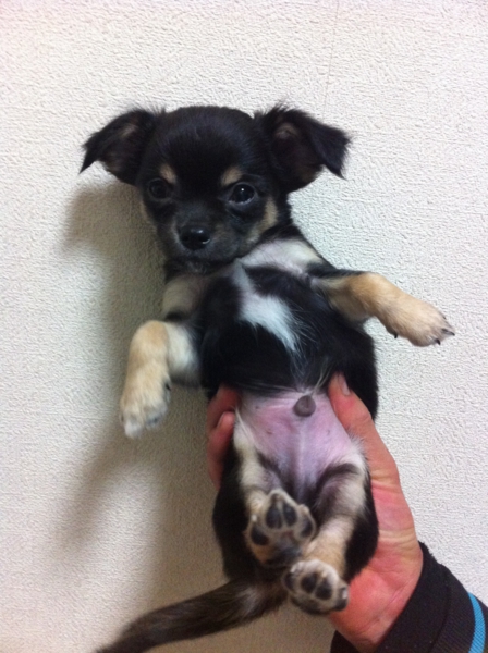 チワワ ロングコート 二ヶ月 埼玉県 犬の里親募集 ペットのおうち 月間利用者150万人