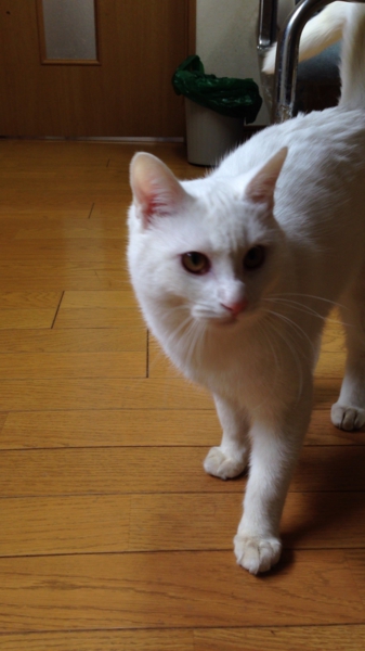 白猫 男の子 6ヶ月 東京都 猫の里親募集 ペットのおうち 月間利用者150万人