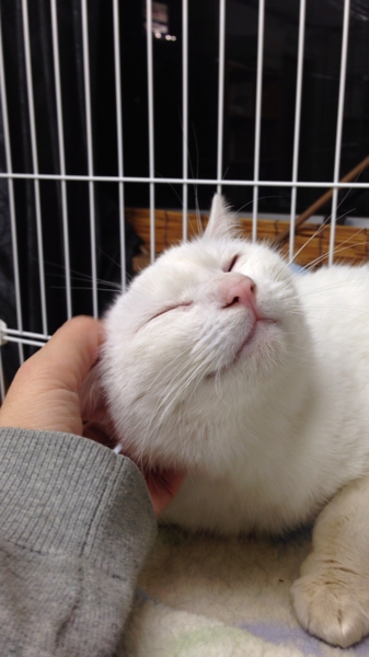白猫 男の子 6ヶ月 東京都 猫の里親募集 ペットのおうち 月間利用者150万人