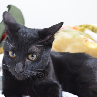 甘えん坊で人見知りしない最高の猫ちゃんです。