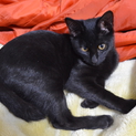 甘えん坊の可愛い黒猫  ☆里親様決定しました☆