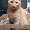 甘えん坊の可愛いヤス猫   ☆里親様決定しました☆