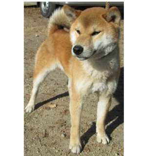 【緊急】愛護センターに収容中 柴犬♂