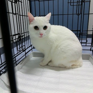 とっても綺麗な白猫さん、里親様募集中