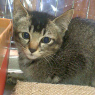 飼い主さん募集中です。