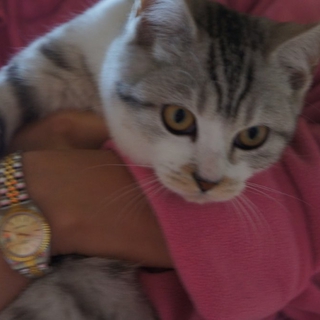 猫ちゃん大好きご家族に迎えて頂くことになりました
