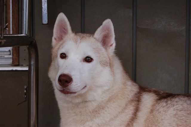 シベリアンハスキー の里親募集 埼玉県 犬の里親募集 ペットのおうち 月間利用者150万人