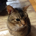８歳アビシニアンです