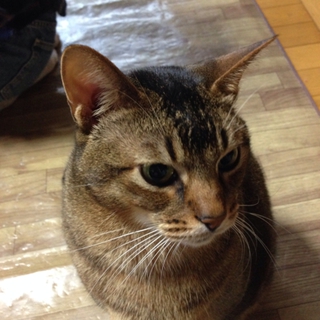８歳アビシニアンです