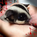 フクロモモンガ♂