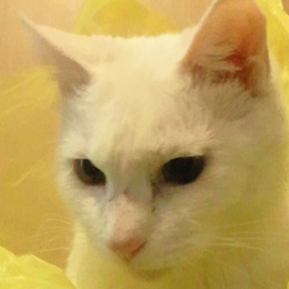 青い目のマリンママ