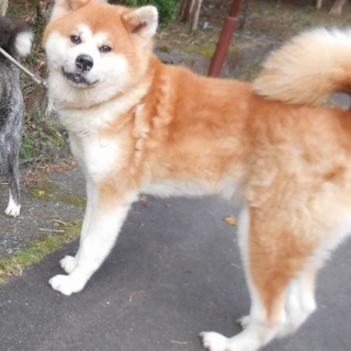 【里親様決定❢】甘ったれ秋田犬「ユメ」さん♪