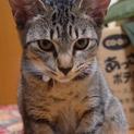 甘えん坊で最高の猫ちゃんです。