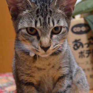 甘えん坊で最高の猫ちゃんです。