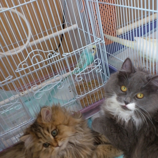 ラグドールとスコッティッシュのハーフ