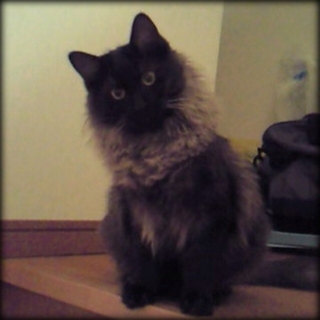 可愛い黒猫♪
