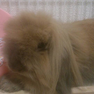 素敵な里親様が見つかりました(^ ^)