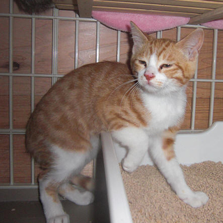 やんちゃの甘えん坊！