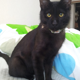 【緊急】黒猫の里親さん募集