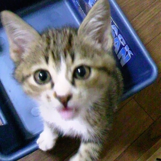 可愛がってください