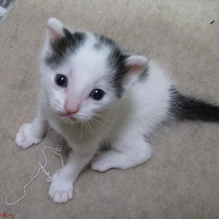 オッパイ大好き！