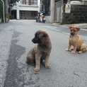 琉球犬＋雑種・子犬
