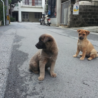 琉球犬＋雑種・子犬