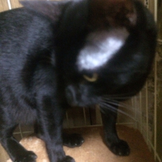 緊急/大切に飼って下さる方。