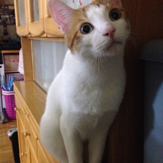 生後10ヶ月の猫です
