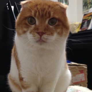 まん丸の愛くるしい甘えん坊☆嵐