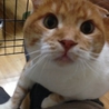 まん丸の愛くるしい甘えん坊☆嵐 サムネイル3